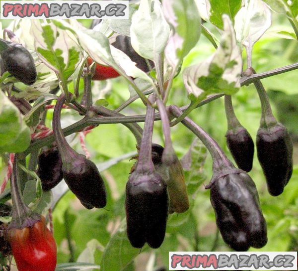 Chilli Purple Tiger