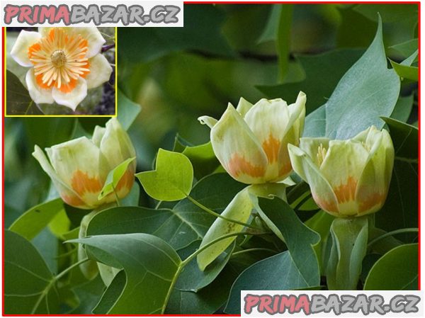 Liriodendron tulipifera - Liliovník tulipánokvětý
