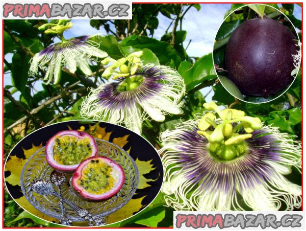 Passiflora edulis - Mučenka jedlá