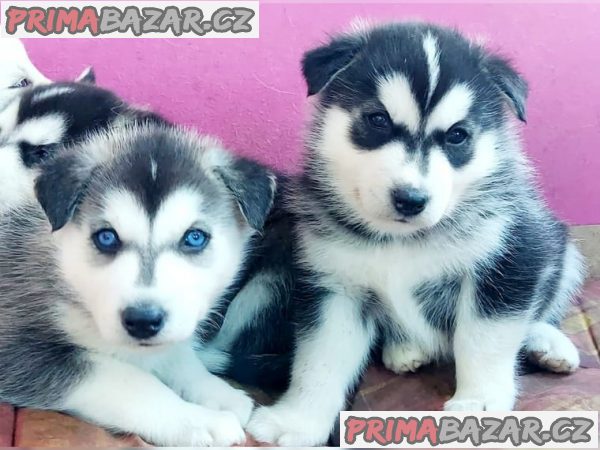 nabizim-stenata-husky-na-prodej