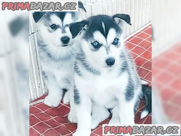 Nabízím štěňata husky na prodej