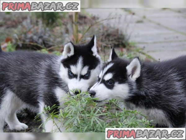 sibirsky-husky-husky-stenata-s-pp