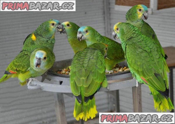 ruzne-druhy-ptaku-a-papousku-k-dispozici-na-prodej