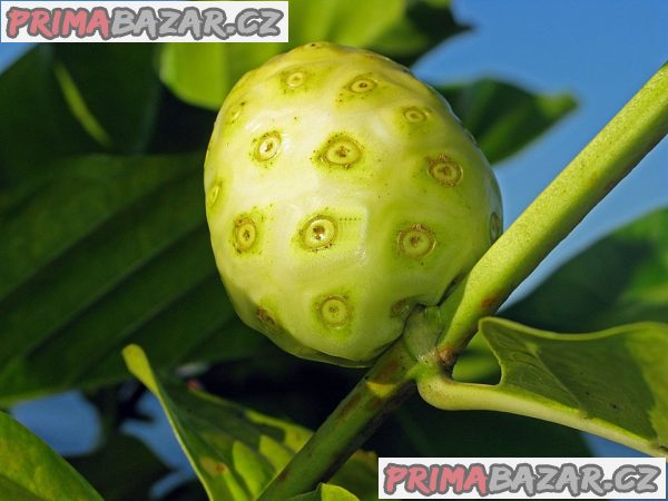 Noni citrusolistá - Morinda citrifolia