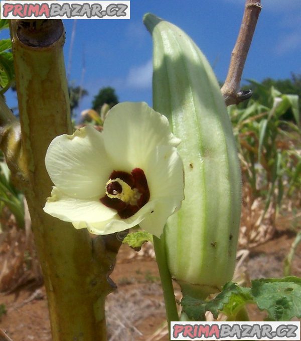 Ibiškovec jedlý - Okra