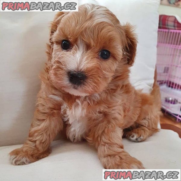 krasna-stenatka-maltipoo