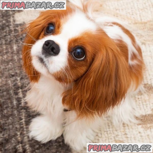 krasna-stenata-cavalier-king-charles