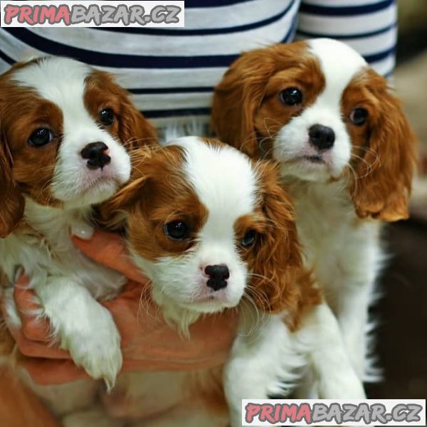 Krásná štěňata Cavalier King Charles.