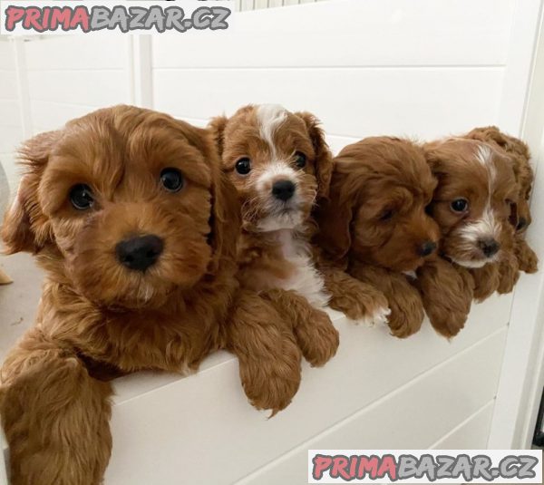 porozumeni-stenatum-cavapoo