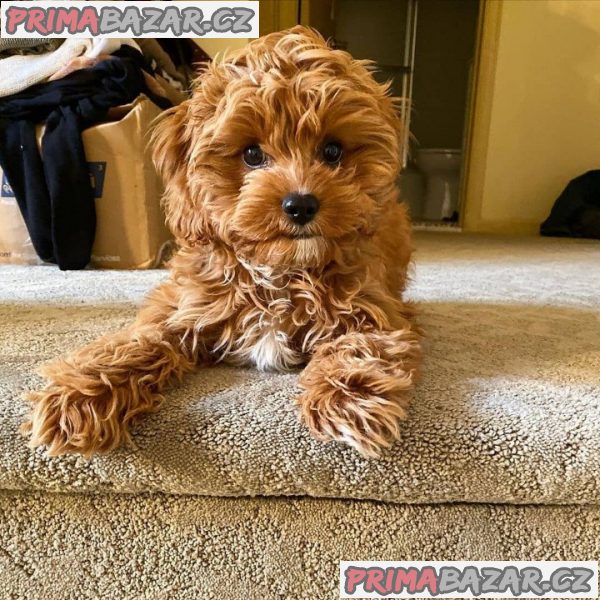 lovely cavapoo ready for adoption.