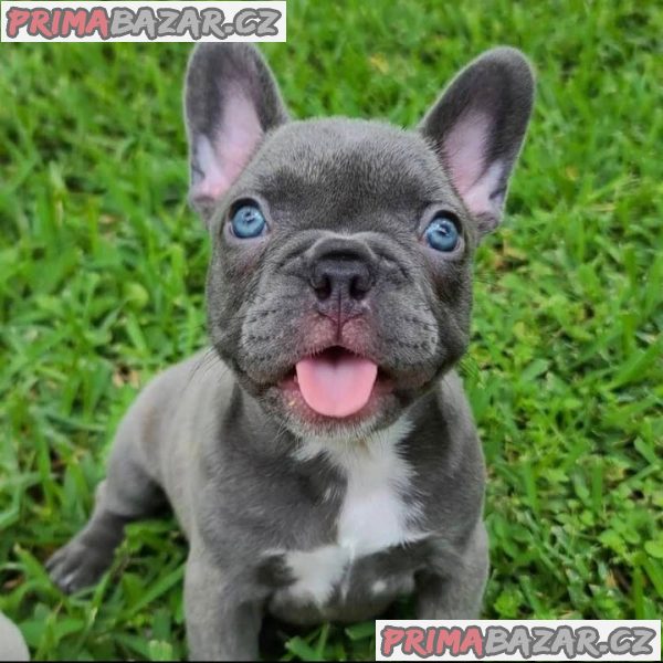 Gorgeous French Bulldog Puppies For sale.