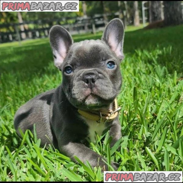 Gorgeous French Bulldog Puppies For sale.