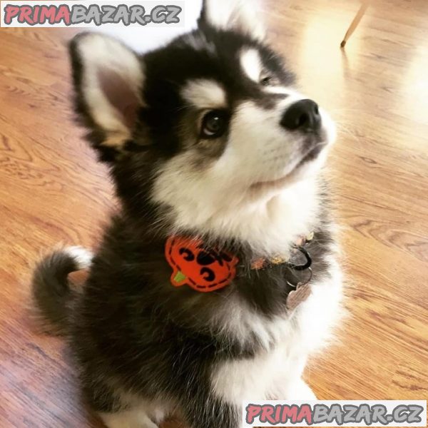 Adorable Pomsky Puppies for sale.