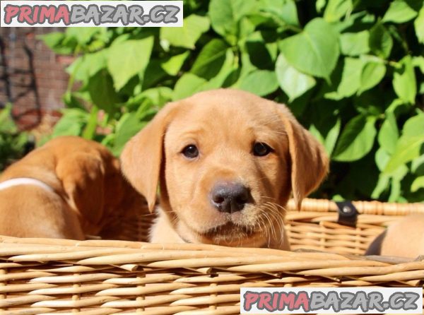 milující labrador připravený k adopci. milující labrador připravený k adopci.