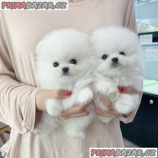 milující pomeranian připravený k adopci. milující pomeranian připravený k adopci.