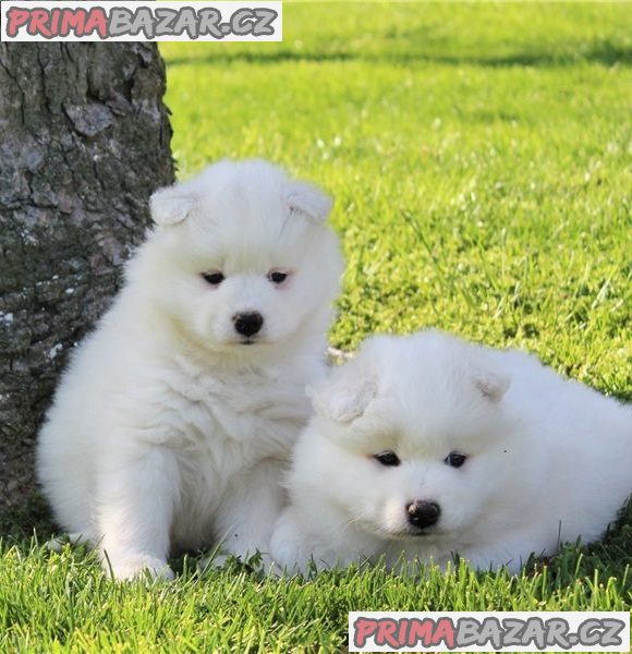 Štěně samojeda k adopci. Štěně samojeda k adopci.