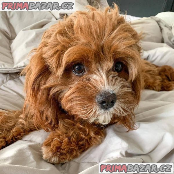 krasne-cavapoo-pripravene-k-adopci