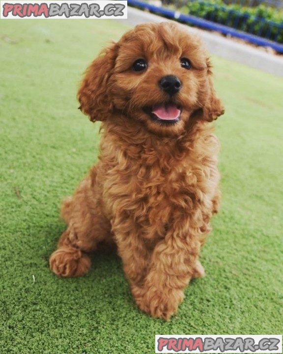 milující cavoodle štěně připravené k adopci. milující cavoodle štěně připravené k adopci.