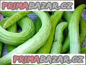 Arménská okurka Tortarello Verde Barese - semena Arménská okurka Tortarello Verde Barese - semena