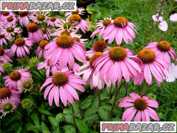 echinacea-purpurea