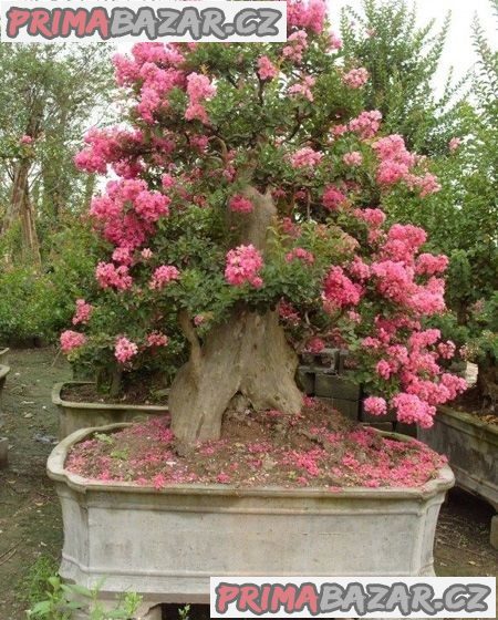 lagerstroemia-indica-semena