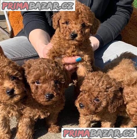 milujici-cavoodle-stene-pripravene-k-adopci