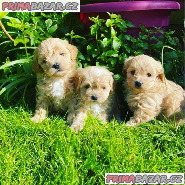 milujici-cockapoo-pripraveny-k-adopci