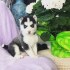 Prodám roztomilá štěňata Pomsky.