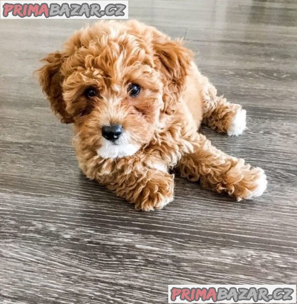 milující cavapoochon připravený k adopci. milující cavapoochon připravený k adopci.