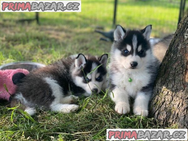 Prodám roztomilá štěňata Pomsky.