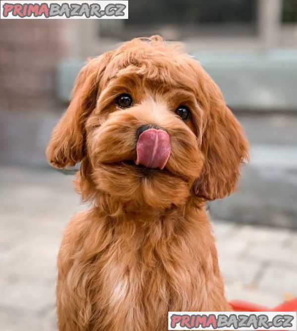 milující Cockapoo připravený k adopci. milující Cockapoo připravený k adopci.