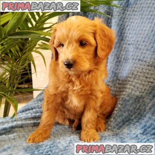 krasne-cavapoo-pripravene-k-adopci