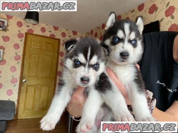 milující sibiřský husky připravený k adopci.