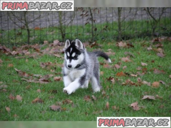 milující sibiřský husky připravený k adopci.