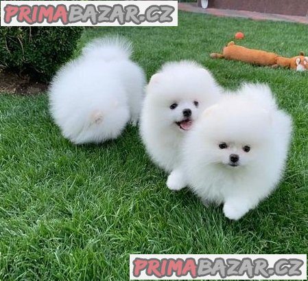 milující pomeranian připravený k adopci.