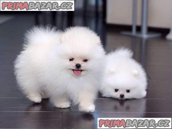 milující pomeranian připravený k adopci.