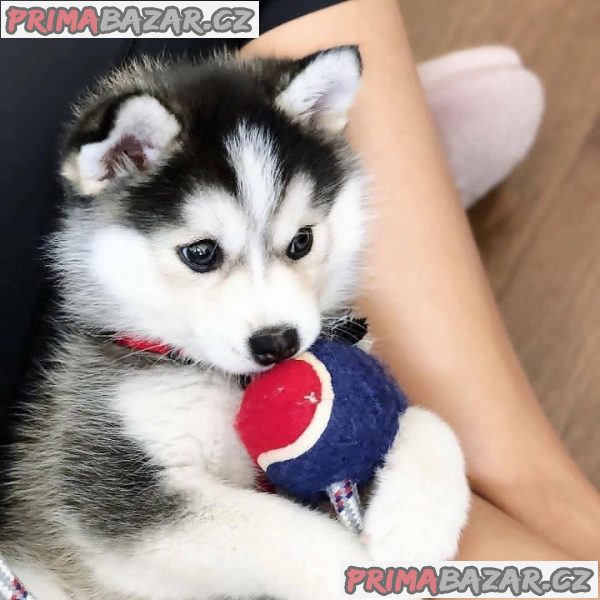 milující sibiřský husky připravený k adopci.