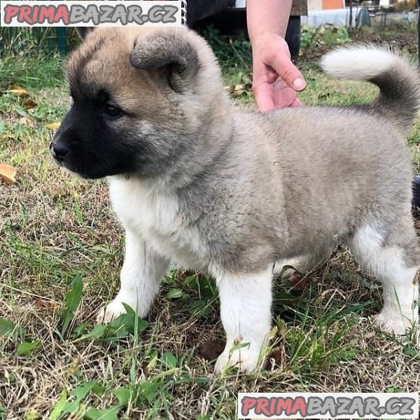 AKC reg pes a fenka Akita štěňata na prodej. AKC reg pes a fenka Akita štěňata na prodej.