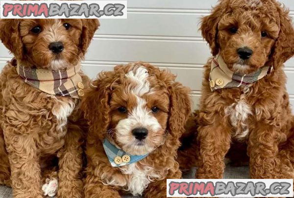 krásné cavapoo připravené k adopci.