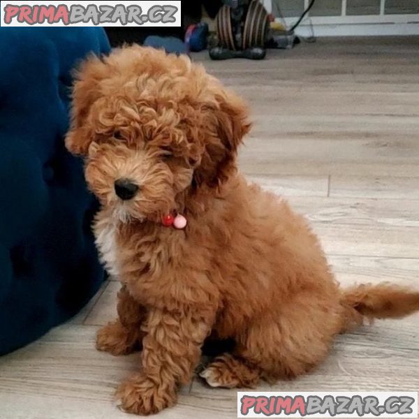 milujici-cockapoo-pripraveny-k-adopci