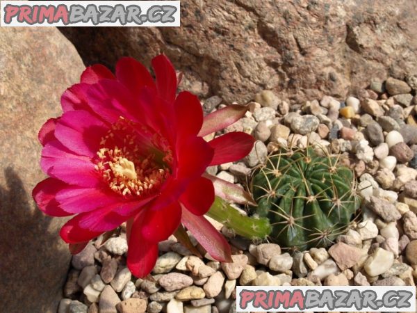 Echinopsis obrepanda v.purpurea - semena