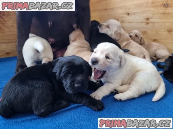Labrador retriever - štěně s PP