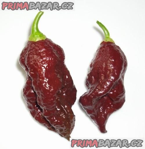 jolokia-bhut-chocolate-semena