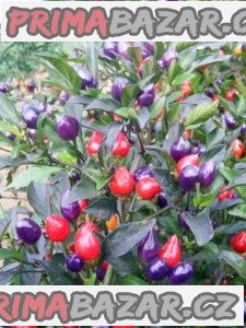 Chilli Numex Centenial - semena