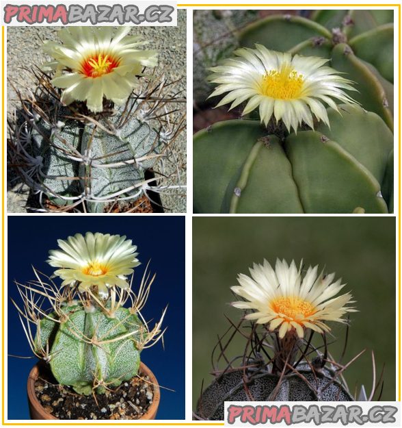 kaktus-astrophytum-niveum-smes-forem