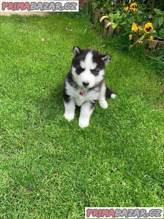 Prodám štěňata sibiřského huskyho.