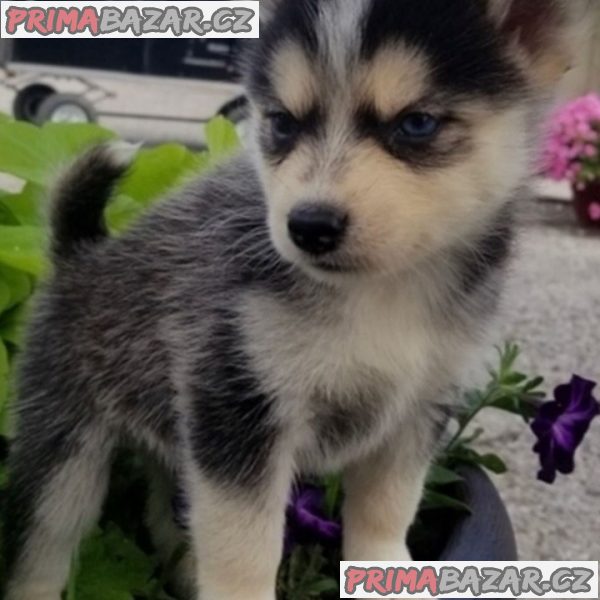 Prodám štěňata Pomsky.