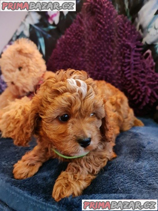 Prodám štěňata Cavapoo. Prodám štěňata Cavapoo.