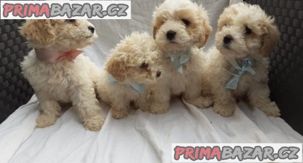 prodam-krasne-stene-cavachona