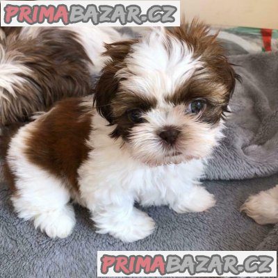 Prodám krásné Shih Tzu.